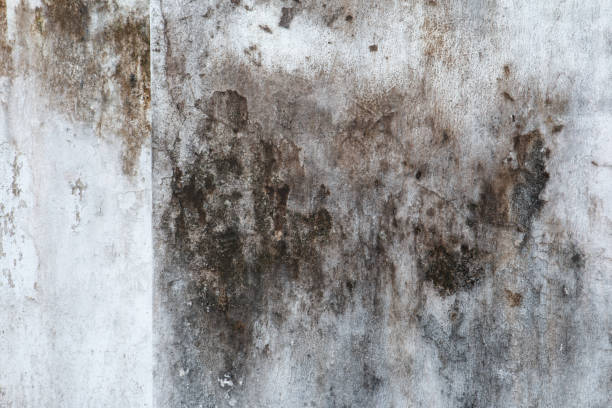 Best Dehumidification Services  in Brainerd, MN