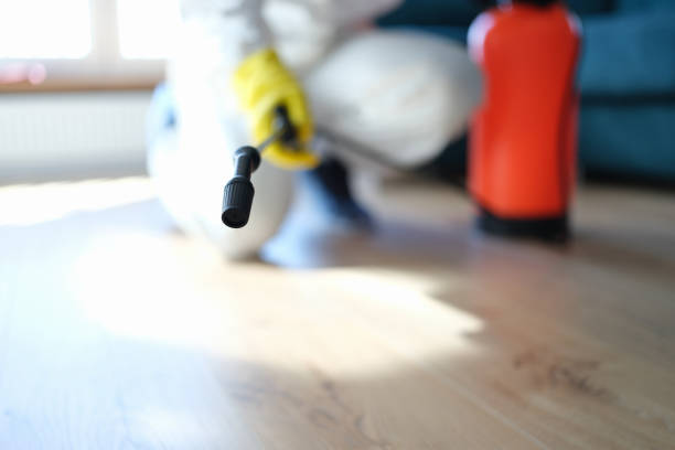  Brainerd, MN Mold Removal Pros
