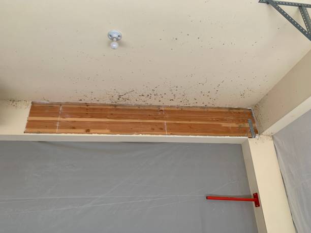 Best Asbestos and Lead Testing During Mold Inspection  in Brainerd, MN