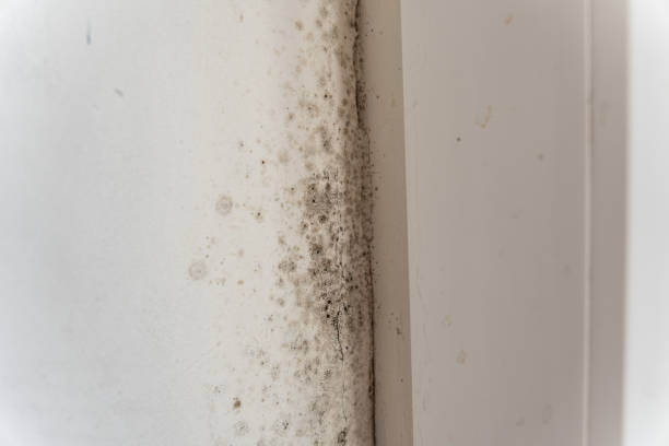 Best Real Estate Mold Inspection  in Brainerd, MN
